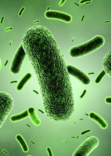 Bacillus Coagulans Gram Stain