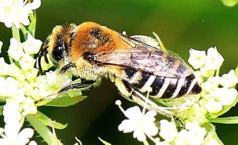 bee with white stripes on black abdomen - Colletes - BugGuide.Net