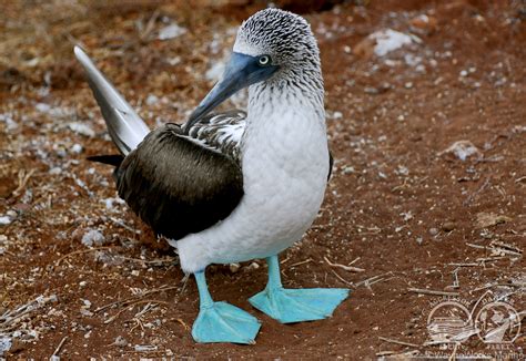 Galapagos Islands Animals - What you Can Expect to See Above and Below ...