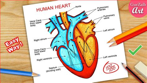 Simple Human Heart Diagram For Kids