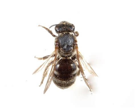 White-banded bees - The Australian Museum