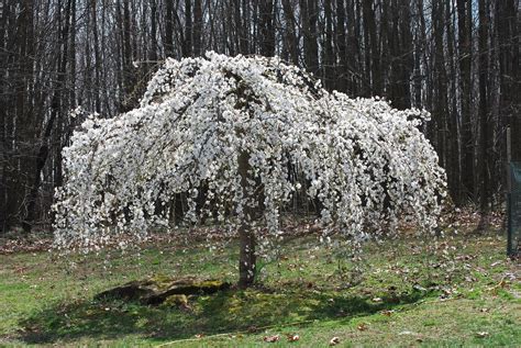 Weeping Cherry White 4ft - Hello Hello Plants & Garden Supplies