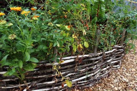 8 Best Raised Garden Bed Materials (& 5 You Should Never Use)