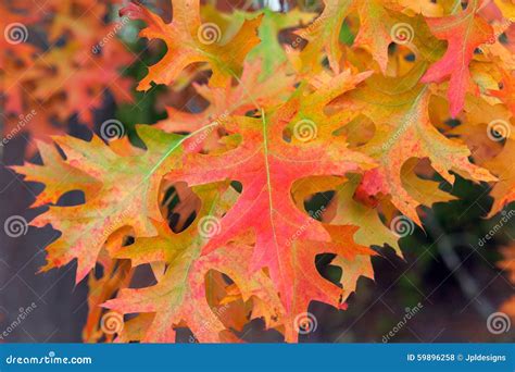 Oak Leaves in Fall Colors stock photo. Image of fall - 59896258