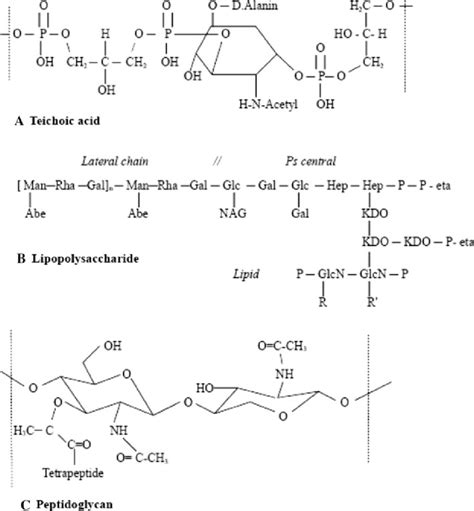 Scheme of some key components of the bacteria walls. a Teichoic acid; b ...