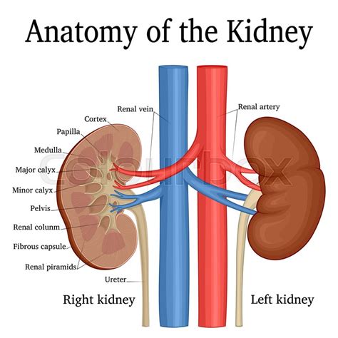 Follow these steps for healthy kidneys. | Ayushman Hospital and Health ...