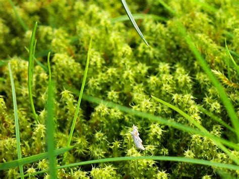 Easy Way To Kill Moss On Roofs – RoofHit