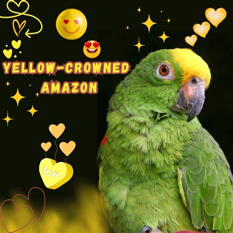 Yellow-crowned amazon - Habitat Personality Lifespan Food and care