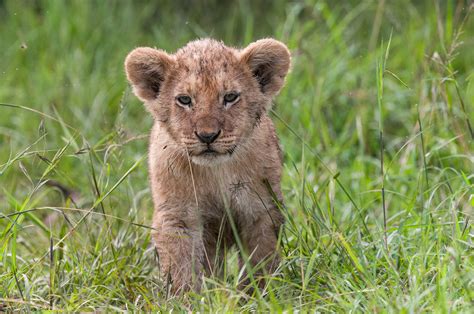 Lion Cub | Sean Crane Photography