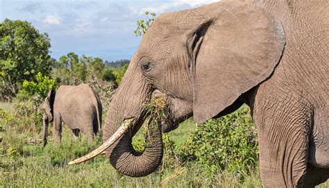 Elephants mix it up when it comes to food - Futurity