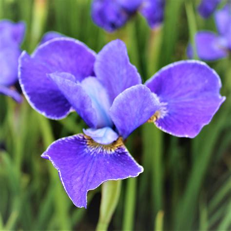 Siberian Iris Silver Edge – Easy To Grow Bulbs