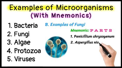 Examples Of Microorganisms With Mnemonics Bacteria Fungi, 56% OFF