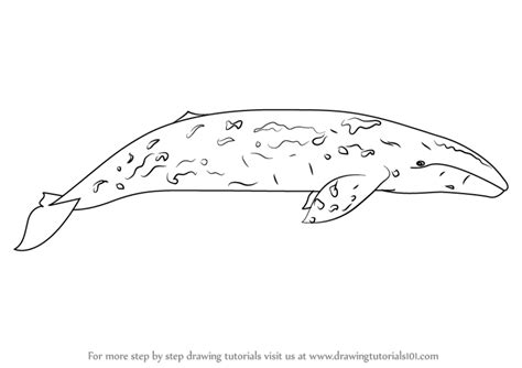 How to Draw a Gray Whale (Marine Mammals) Step by Step ...