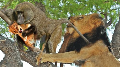 Sad Story! Foolish Baboons Steal Lion Cub And Lion's Savage Revenge ...