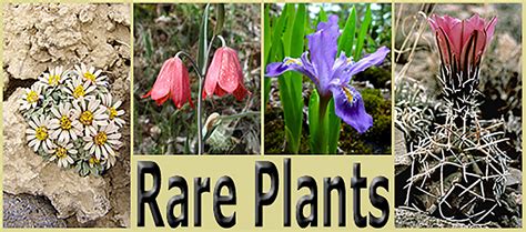 Rare Plants