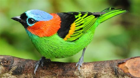 Aves coloridas da Mata Atlântica - The most beautiful and colorful ...