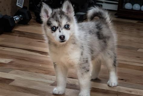 Pomsky Puppies: A Comprehensive New Owner Guide