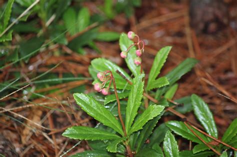 The Cabin Countess : Prince's Pine, A New Plant For Me