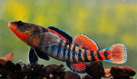 Rainbow darter, native to North America | Freshwater aquarium fish ...