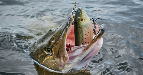 10 Best Pike Lures: Catch Monster Northerns!