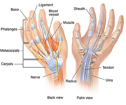 Anatomy of the Hand | University Hospitals