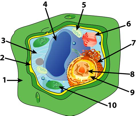 Plant Cell Diagram With Labels - Image of a plant cell diagram with ...