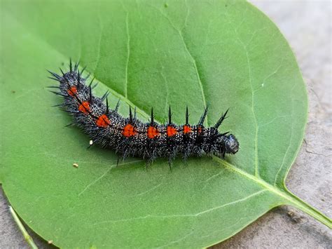 🔥 this spikey caterpillar I found in my garden 🔥 : NatureIsFuckingLit