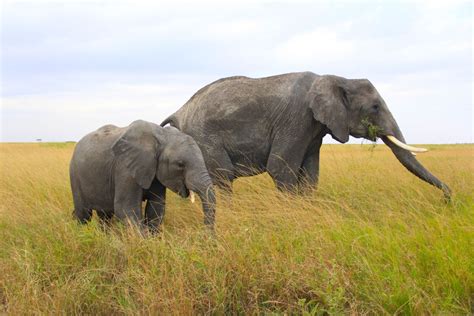 Serengeti Elephants | Smithsonian Photo Contest | Smithsonian Magazine