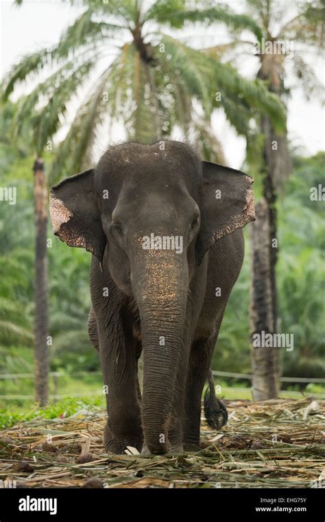 Sumatra Sumatran elephant Indonesia endangered Stock Photo - Alamy