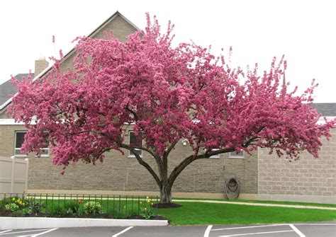 pink dogwood tree for the front/side yard | Trees for front yard, Pink ...