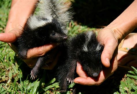 baby_skunks - Midcoast Wildlife Specialists