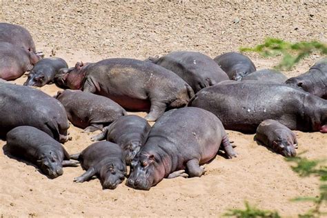 40+ Photos Of African Safari Animals during Great Migration - Masai ...