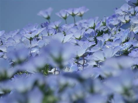 HD wallpaper: Nemophila, Flowers, Early Summer, early summer flowers ...