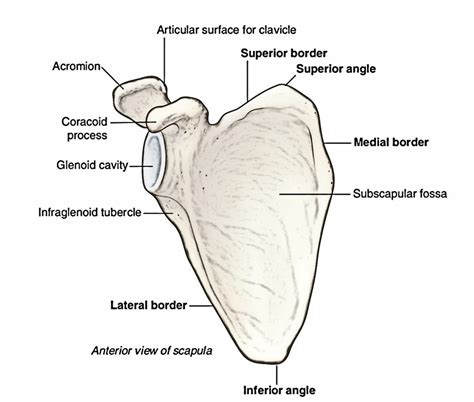 Scapula - Parts, Anatomical Position, Features and Attachments ...