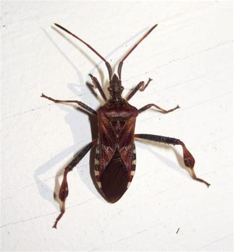 Western conifer seed bug or brown marmorated stink bug? - MSU Extension