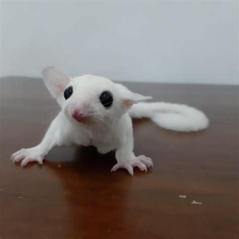 Sugar Glider Leucistic dan Cara Merawat - Srigati Sugar Glider