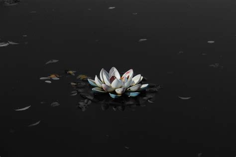 Black Lotus Flower Wallpapers Hd Resolution | Black flowers wallpaper ...