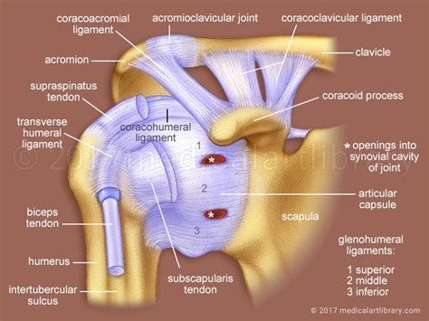 Shoulder Joint Ligaments - Medical Art Library