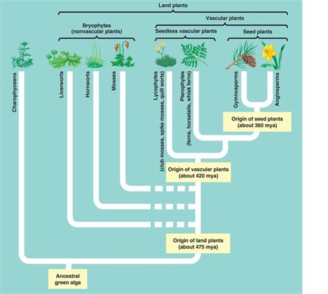 Plant Phylogeny | Plants, Teaching biology, Plant physiology