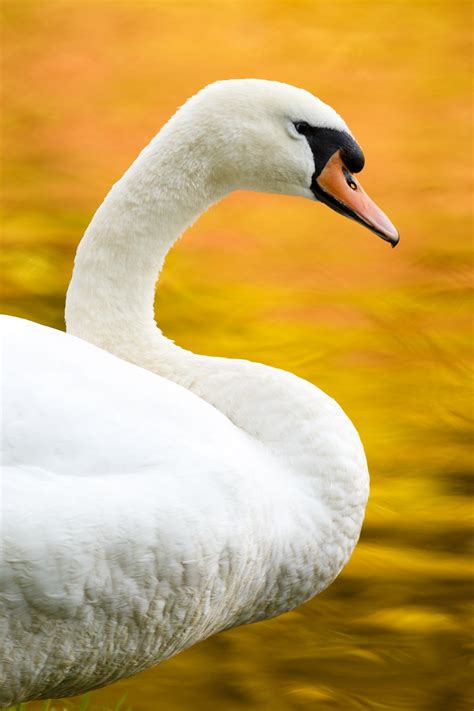 Swan In Autumn Free Stock Photo - Public Domain Pictures