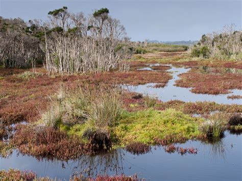 French Island National Park, Attraction, Mornington Peninsula, Victoria ...