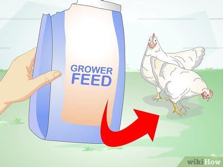 How to Feed Laying Hens: 11 Steps (with Pictures) - wikiHow