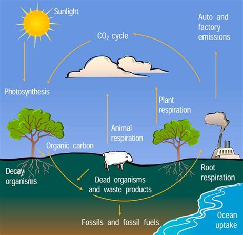 How Does Deforestation Affect the Carbon Cycle? | Earth.Org