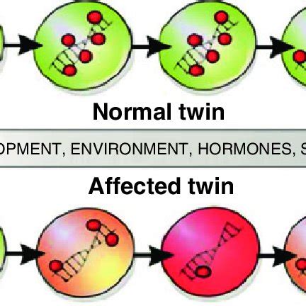 (PDF) Effect of Epigenetic Differences in Identical Twins