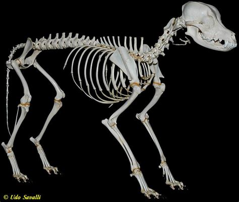 Dog skeleton, Animal skeletons, Dog anatomy