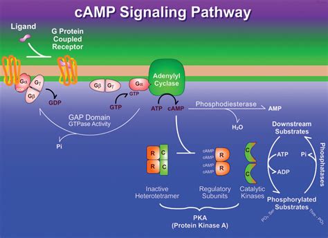 G Protein Coupled Receptors Pathway