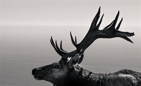 A moose with antlers photo – Free Wildlife Image on Unsplash