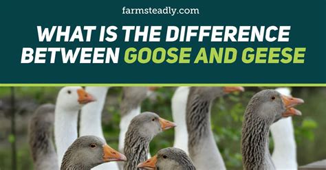 What Is The Difference Between Goose And Geese