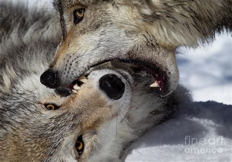 Wolf Bite Photograph by Jerry Fornarotto