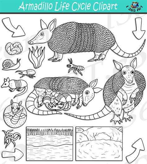 Armadillo Life Cycle Clipart Set Download - Clipart 4 School